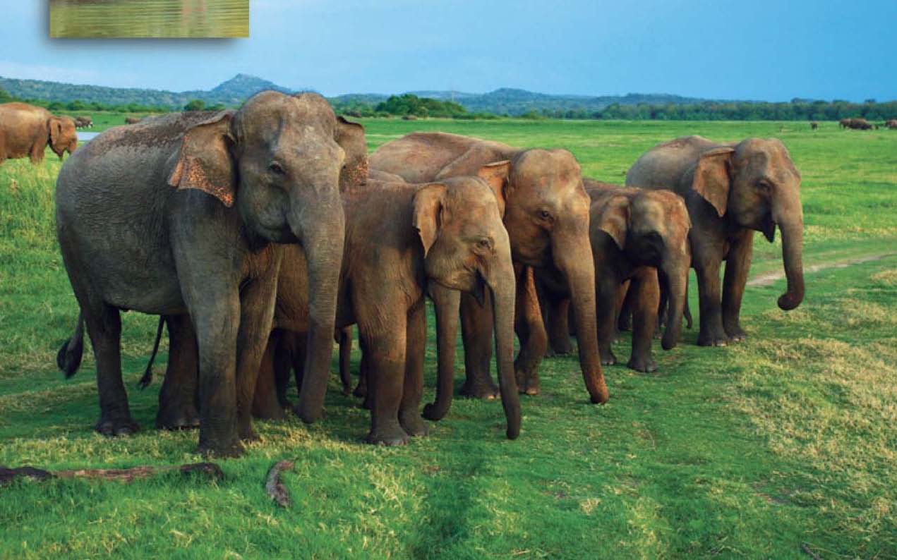 elephants
